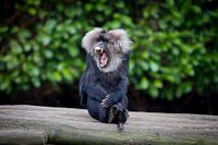 Screaming Bearded Monkey