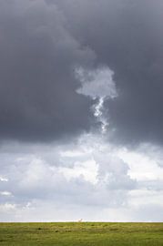 Schaf im Sturm von Nils Steiner