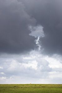 Schaf im Sturm