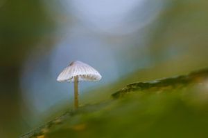 mushroom sur Pim Leijen