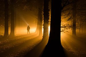 Licht in een donker mistig bos - Roden, Drenthe van Bas Meelker