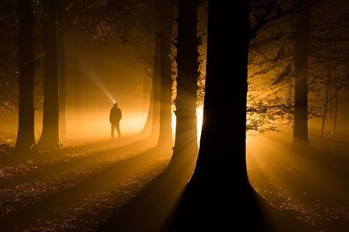 Licht in een donker mistig bos - Roden, Drenthe