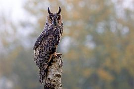 Waldohreule auf einem Stamm