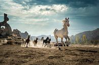 Wilde paarden in  Cappadocië van Paula Romein thumbnail