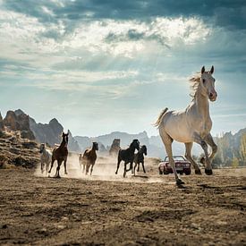 Wilde paarden in  Cappadocië van Paula Romein