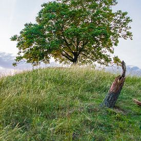 Einsamer Baum auf einem Berggipfel in beruhigender Umgebung (Limburg) von Debbie Kanders