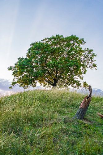 Einsamer Baum auf einem Berggipfel in beruhigender Umgebung (Limburg)