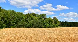 A wheat field in summer by Claude Laprise