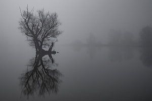 Un arbre avec du brouillard dans l'eau sur Dennis Bresser