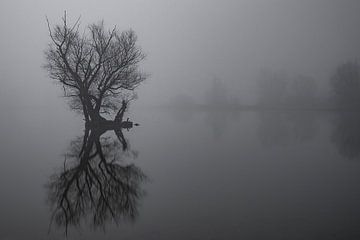 Baum mit Nebel im Wasser von Dennis Bresser