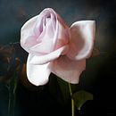 Casplantjes - Pink Rose van Cas Slagboom thumbnail