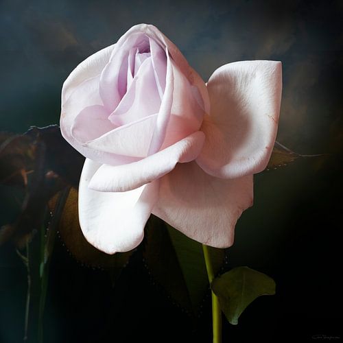 Cas des plantes - Rose rose