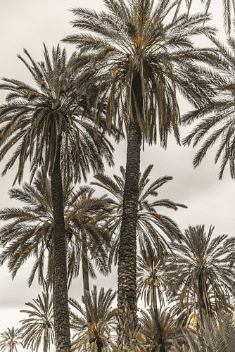 Souvenirs siciliens 17