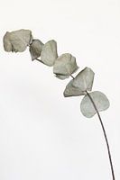 Gedroogde Eucalyptus