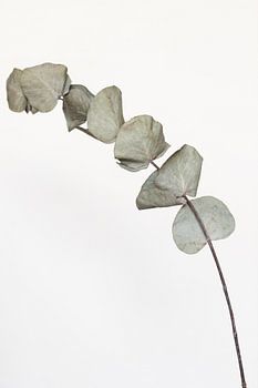 Dried eucalyptus