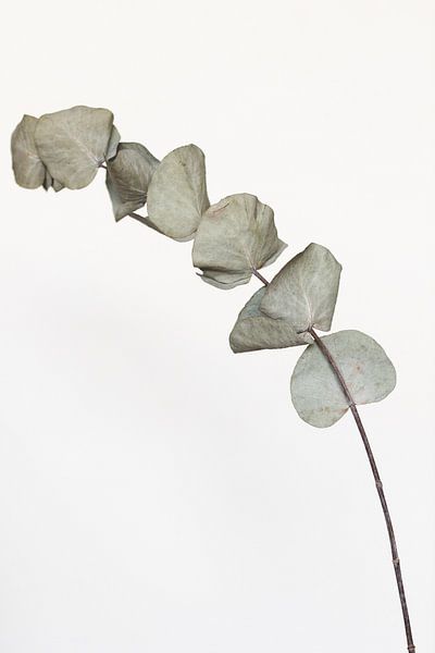 Gedroogde Eucalyptus van Sandra Hogenes