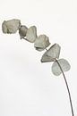 Gedroogde Eucalyptus van Sandra Hogenes thumbnail
