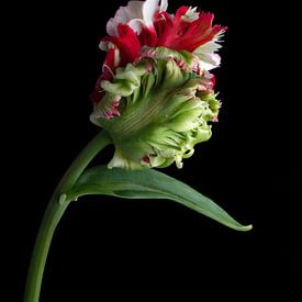 Perroquets Tulipe Estella Rijnveld bourgeon sur Anjo Kan