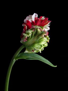 Parrots Tulip Estella Rijnveld bud