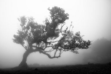 Forêt de brouillard sur Lichterkiste