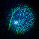 Maan achter de takken van een boom, aangelicht met zaklamp. van Noud de Greef thumbnail