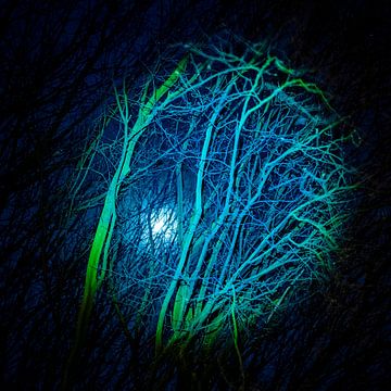 Maan achter de takken van een boom, aangelicht met zaklamp.