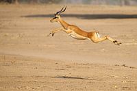 Impala