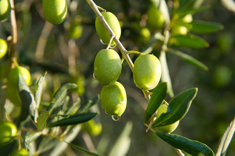 Olijven in de Provence van Tanja Voigt