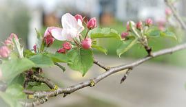 Pink blossom in spring