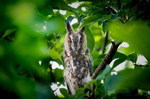 Amazed long-eared owl between the leaves