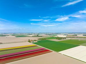 Tulpen, die im Frühling auf landwirtschaftlichen Feldern wachsen, von oben gesehen