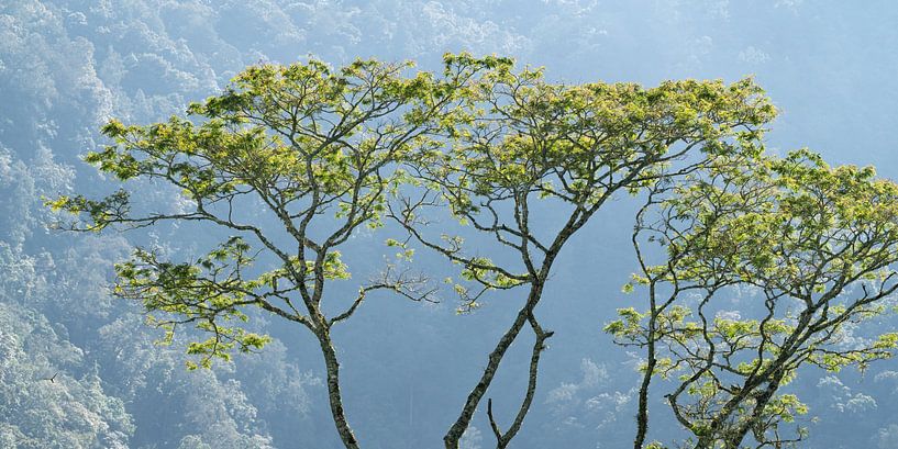 Mist en licht in een tropisch woud van Anges van der Logt