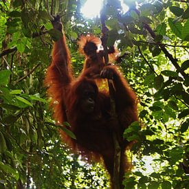 Orangutan met baby - Bukit Lawang, Sumatra, Indonesia van Stefan Speelberg