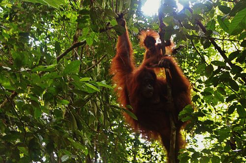 Orangutan met baby - Bukit Lawang, Sumatra, Indonesia van Stefan Speelberg