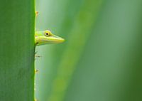 Spähende Anolis-Eidechse auf der Insel Roatan, Honduras.