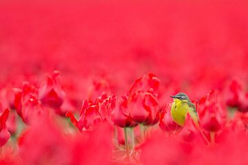 Gele Kwikstaart in rood tulpenveld van Menno van Duijn