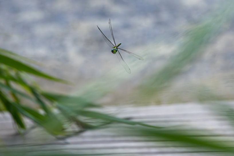 Blue glazier in twitching flight on the hunt. by Erwin van Eekhout