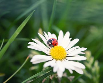Ladybug one a flower van Peter Slagmolen