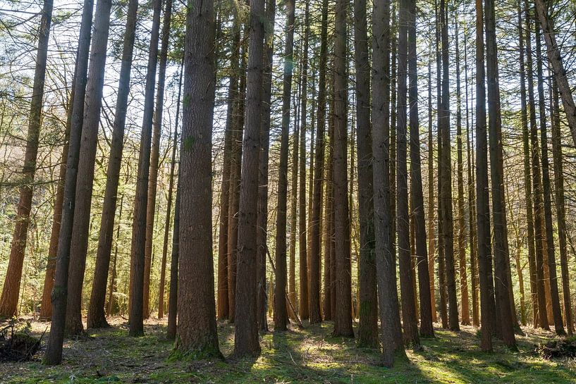Bomen in het bos op de Veluwe van Merijn Loch