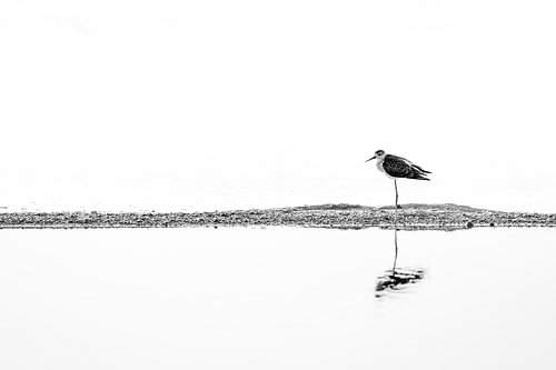 Steltloper in Stilte Minimalistische Zwart-wit Foto
