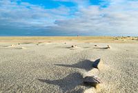 De ruimte op het strand