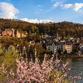 Spring in Heidelberg by Michael Valjak