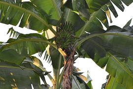 Banana tree by Bianca van de Wijngaart