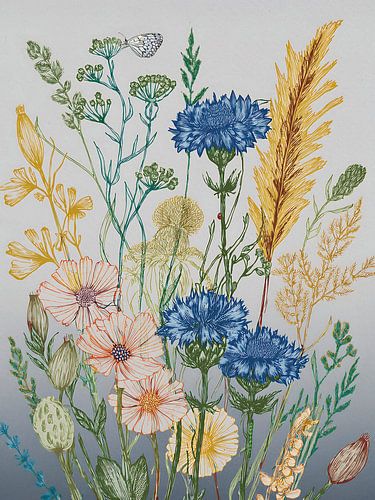 Botanical illustration: Cornflowers in the field by Studio Pieternel