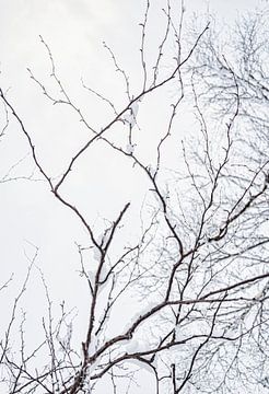 La neige sur les branches, Finlande sur Rietje Bulthuis