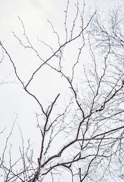 Snow on the branches, Finland by Rietje Bulthuis