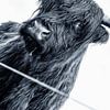 Le Highlander écossais Hennie en noir et blanc sur Miranda Heemskerk
