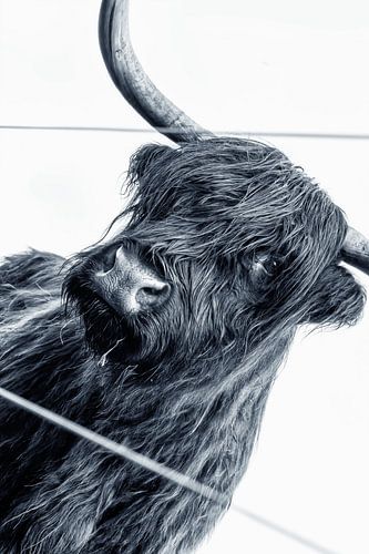 Le Highlander écossais Hennie en noir et blanc sur Miranda Heemskerk