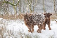 Two snowy calves by Laura Vink thumbnail