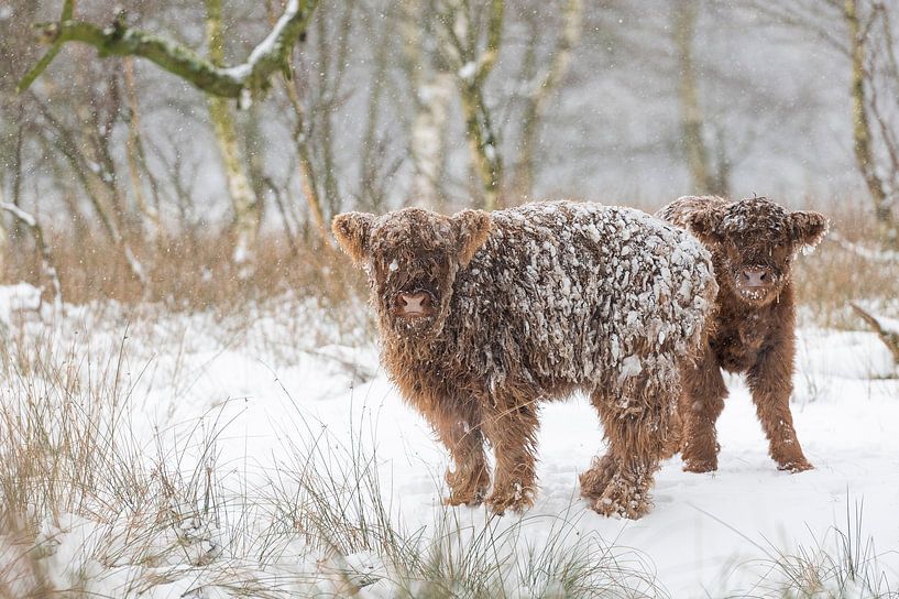 Twee besneeuwde kalfjes van Laura Vink